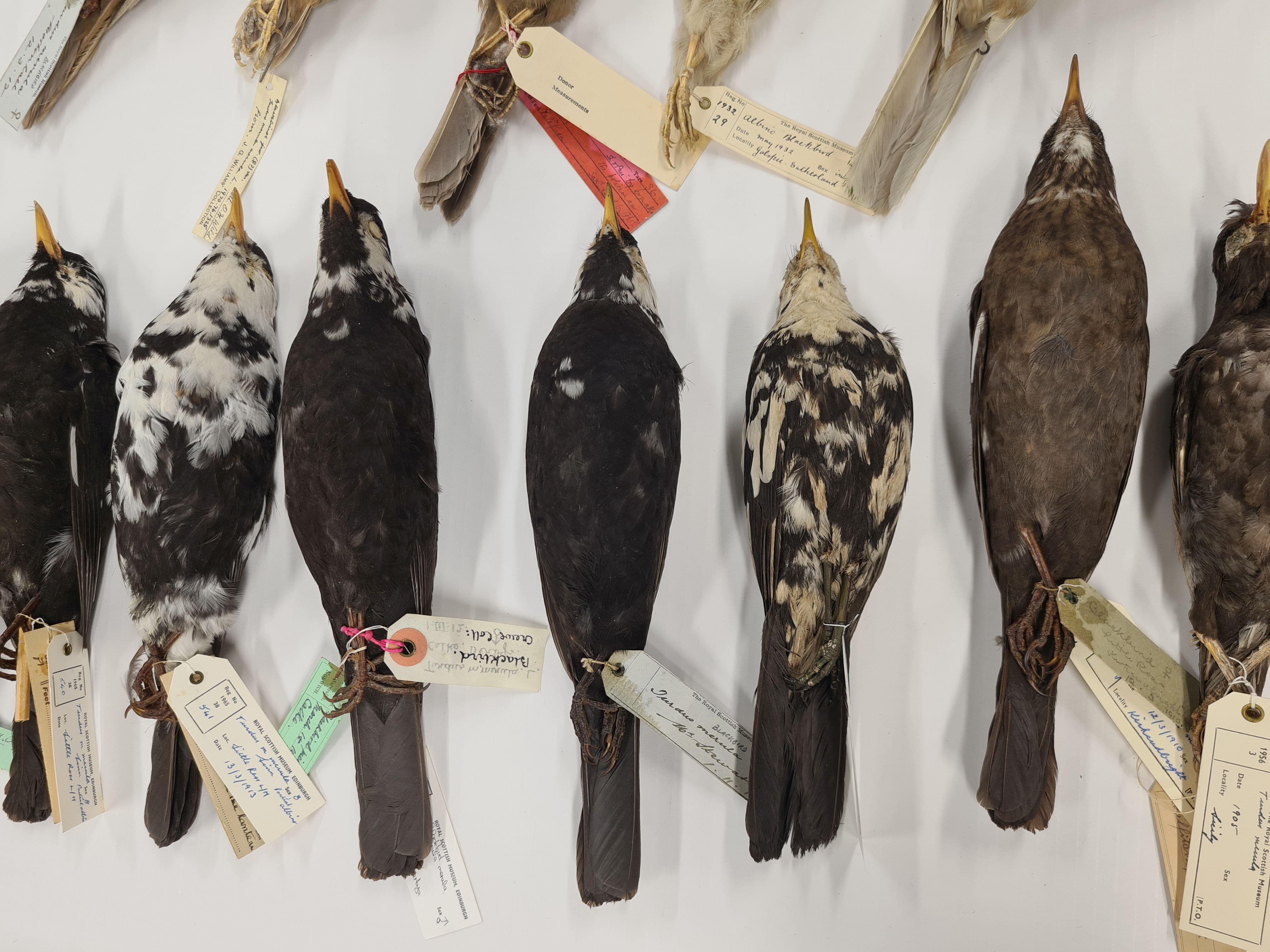 National Museum Of Scotland Blackbird Collection