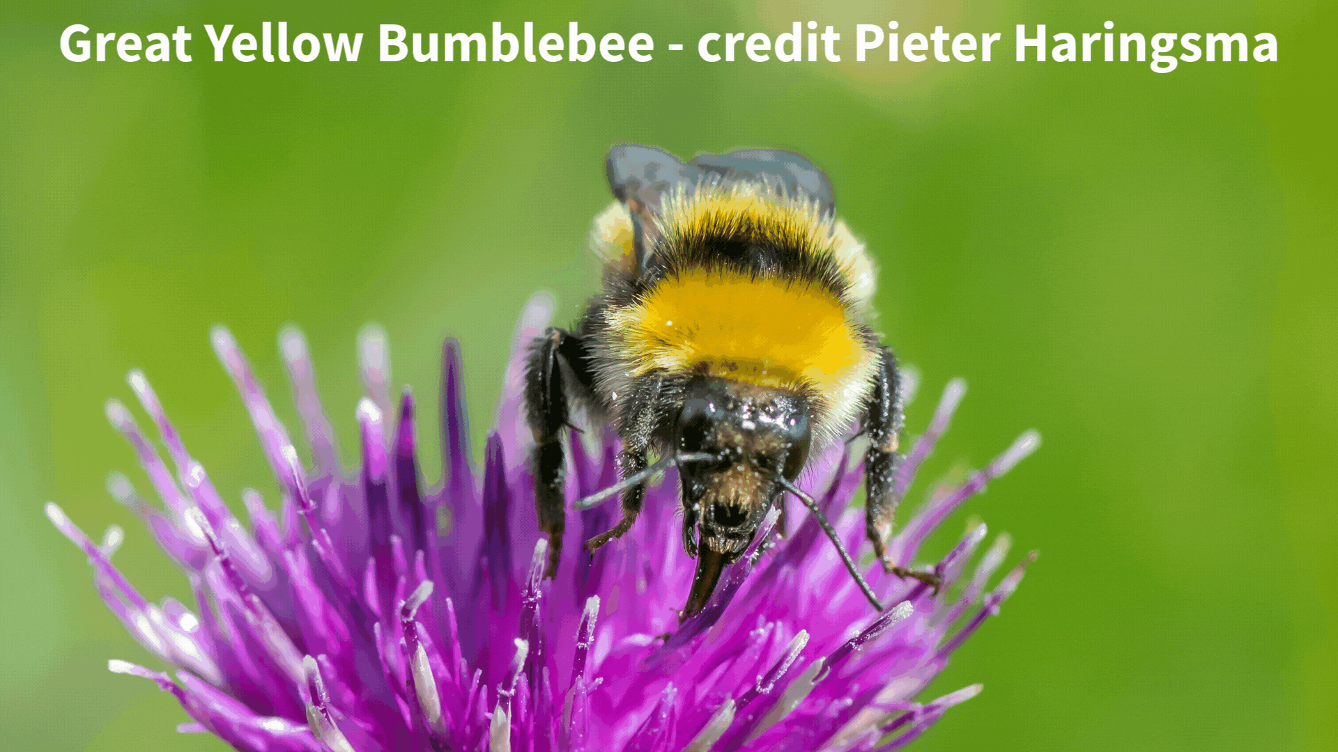 One cut a year conservation verges to offer wildlife a habitat highway