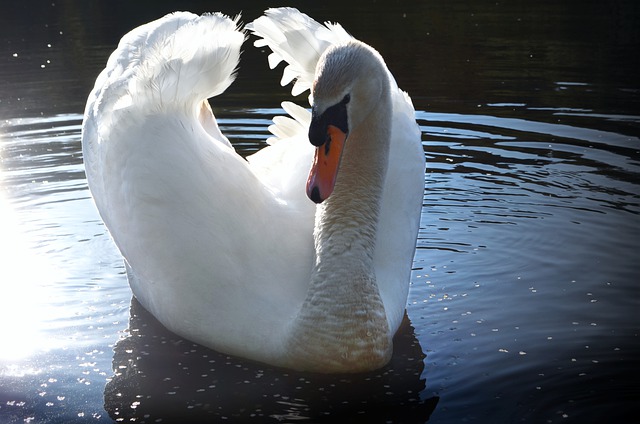 Reminder not to handle dead birds as Avian Influenza Prevention Zone put place for bird owners across Britain