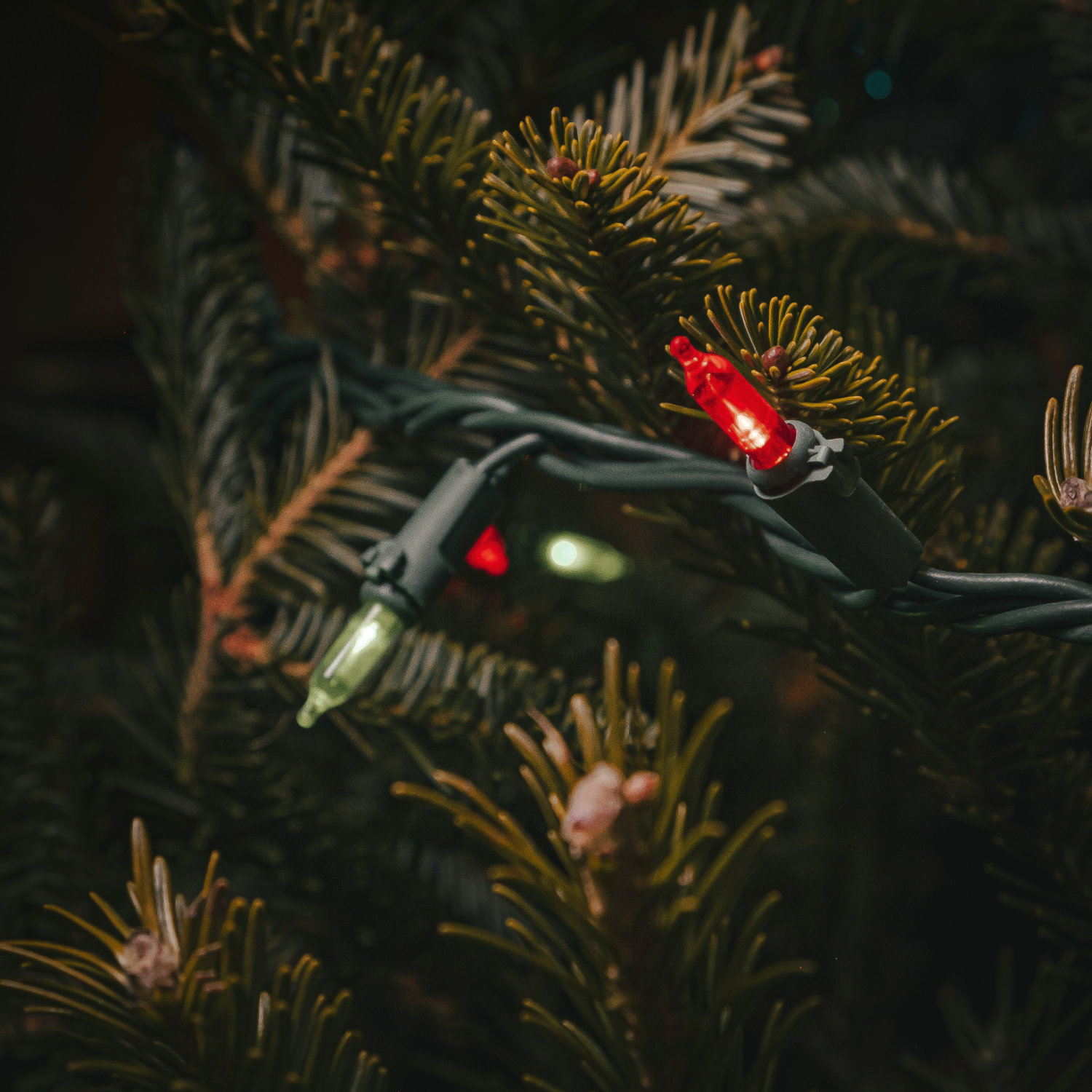 2025 Christmas Tree Lighting Events