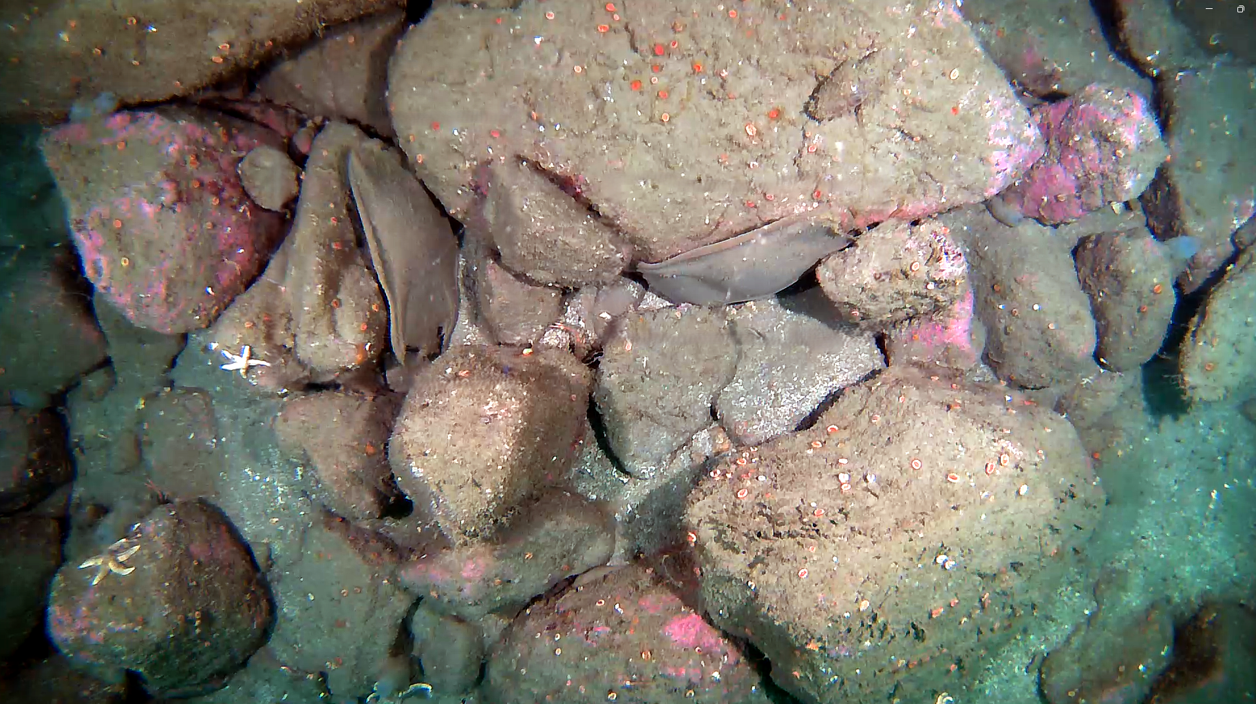 Flapper skate egg nursery site discovery in Scapa Flow