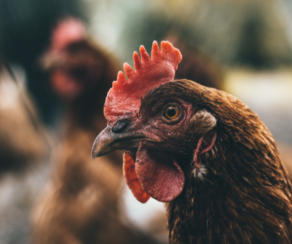 New measures to help protect birds from avian flu