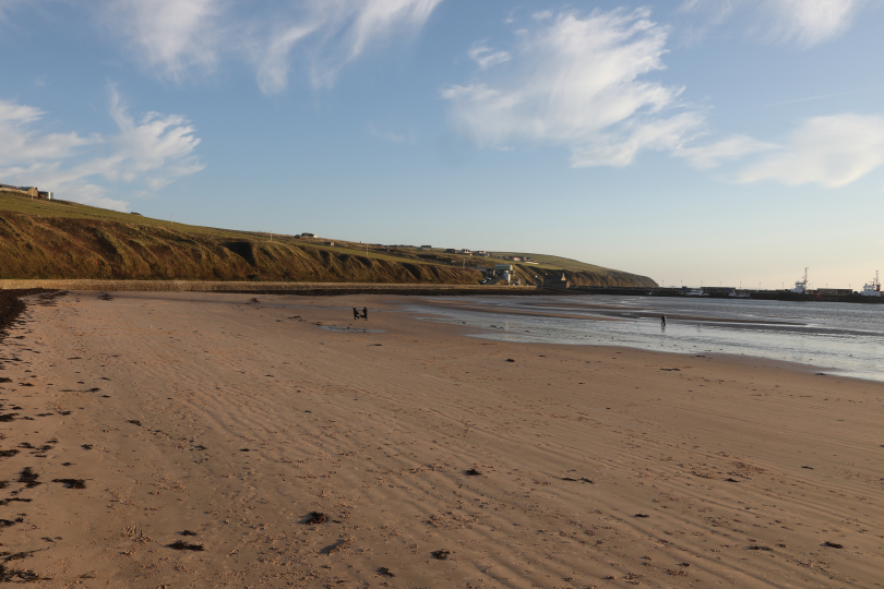 What To Do If You Find Dead Birds on Orkney’s Beaches 
