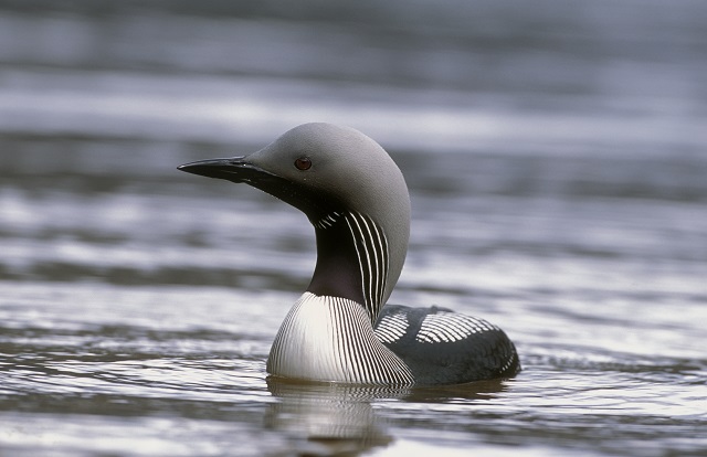 Proposed SPA digital aerial bird surveys take flight over Orkney