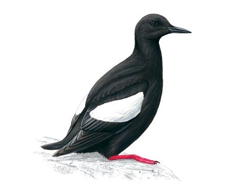 Ken Orcadian? School pupils are invited to celebrate Orkney’s native wildlife with words!
