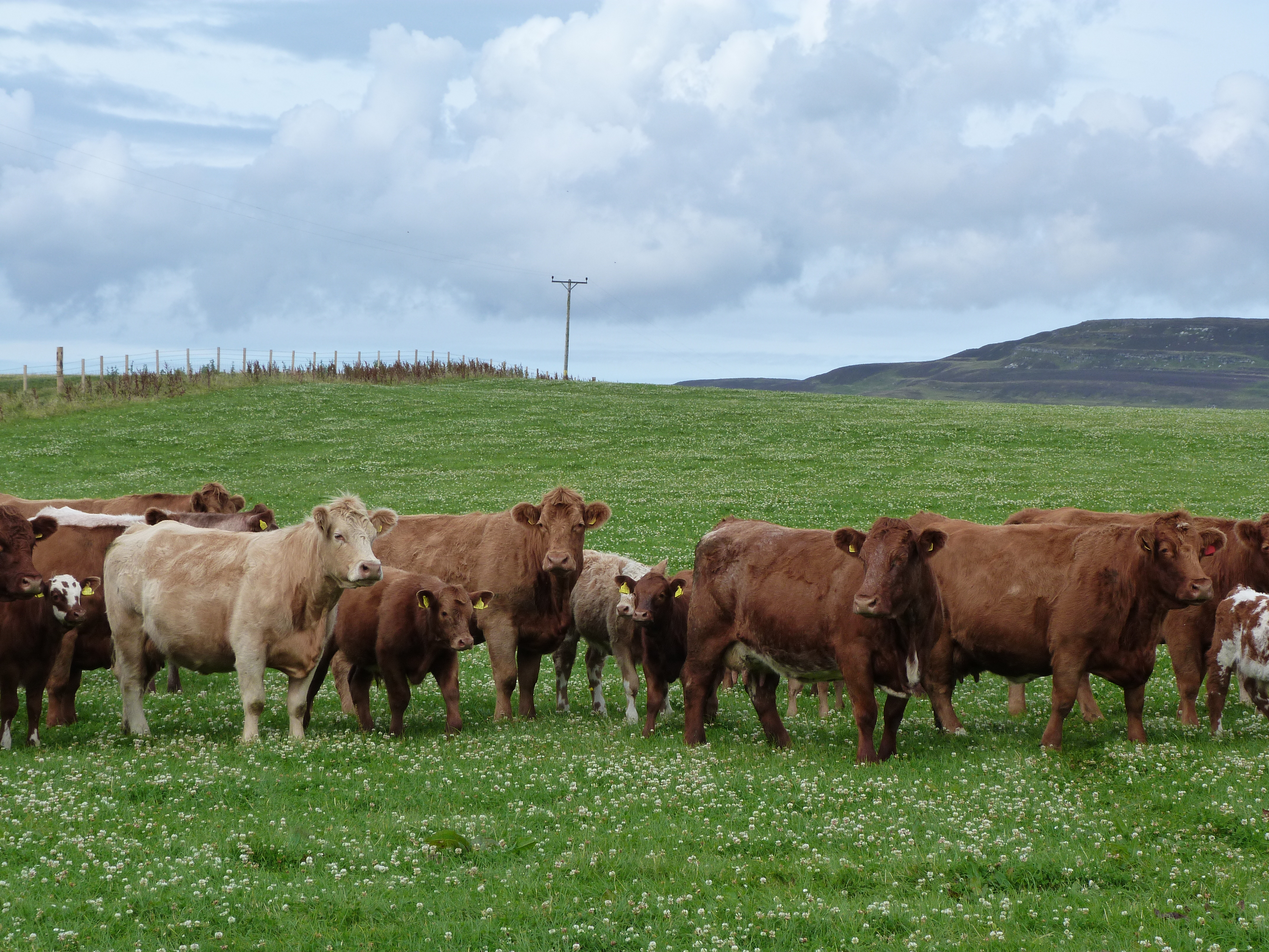 Plea for drivers to be considerate as livestock moves outdoors 